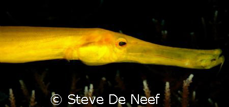 Yellow trumpetfish by Steve De Neef 